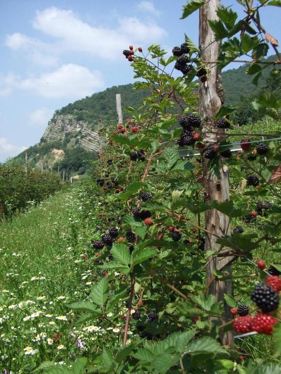 Alojamento de Turismo Rural Cascina Rossano *